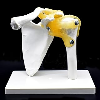 Human Shoulder Joint Model, Flexible, Anatomically Accurate Shoulder Skeleton Model Life Size Human Skeleton Anatomy for Science Classroom Study Display Teaching Medical Model
