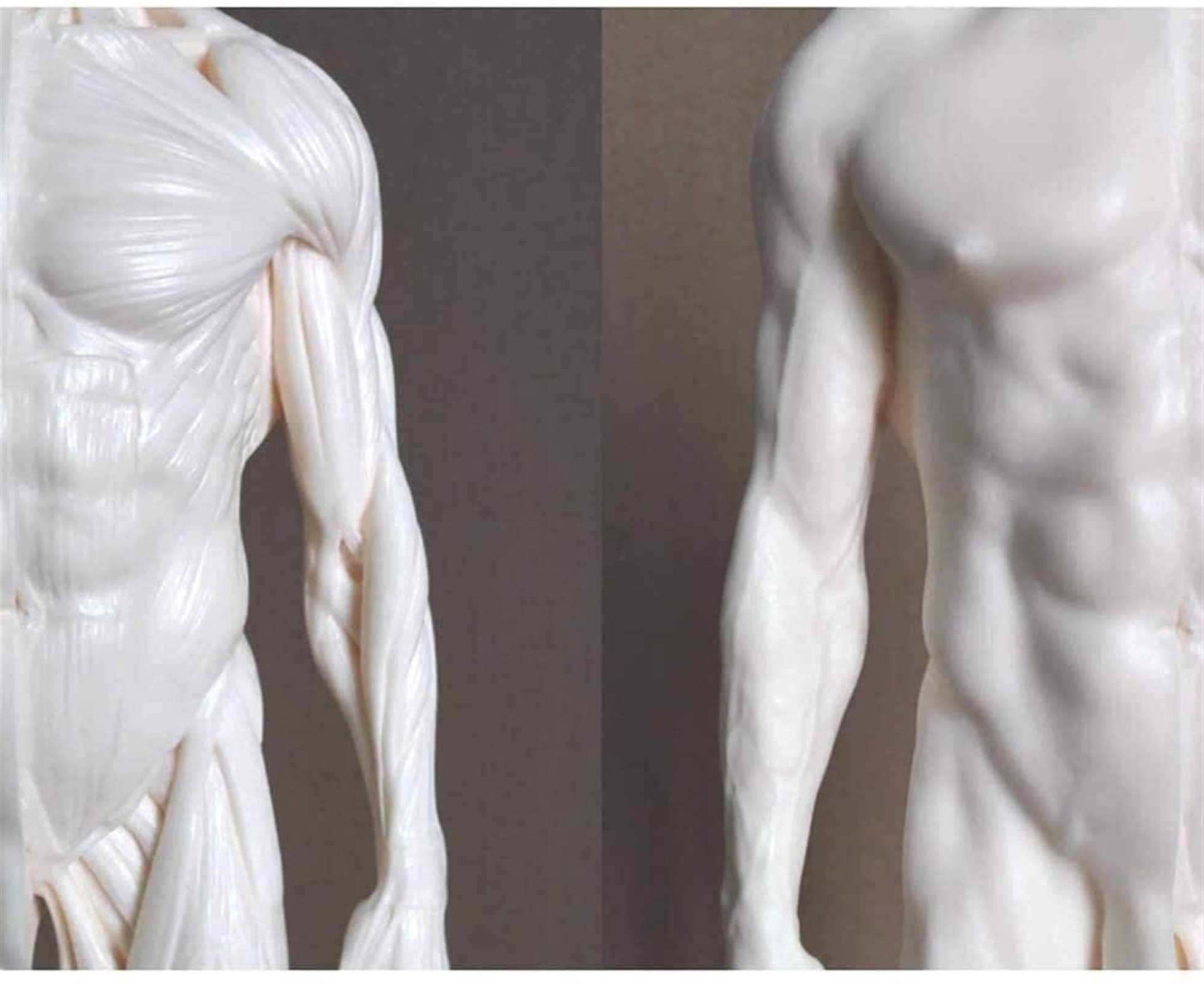 Modèle D'anatomie, 30 Cm Modèle De Peinture Anatomique Squelette Humain pour La Sculpture du Corps De La Tête Muscle Dessin Anatomique Anatomie Skull 1: 6 pour Une Démonstration Médicale