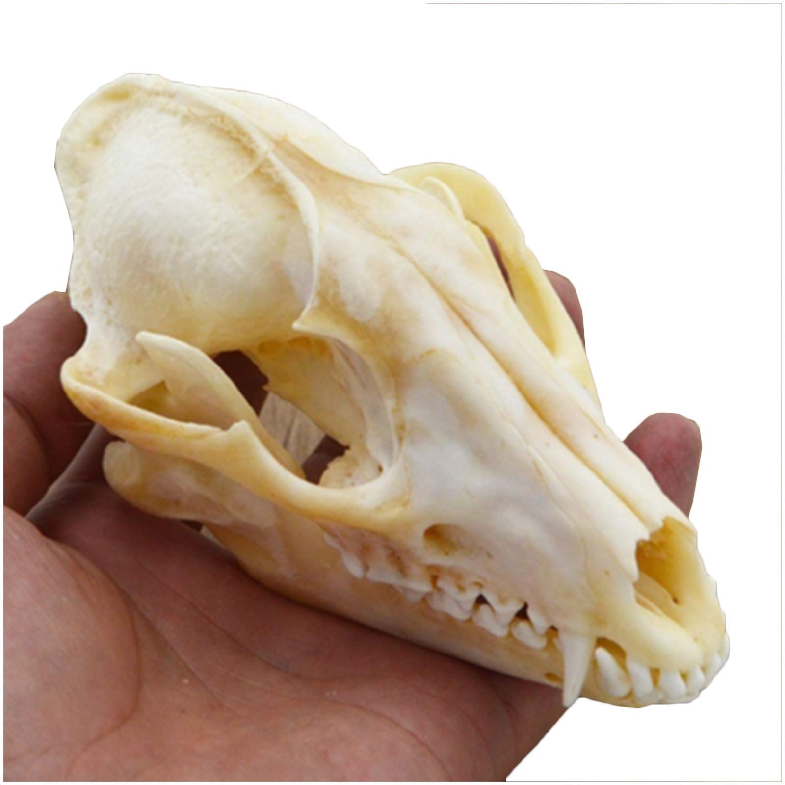 Real Fox Skull Specimen Animal Skeleton Model for Taxidermy Supplies Art Bone Vet Medicine 1:1 Veterinary Teaching Bar Home Decoration Art Collection