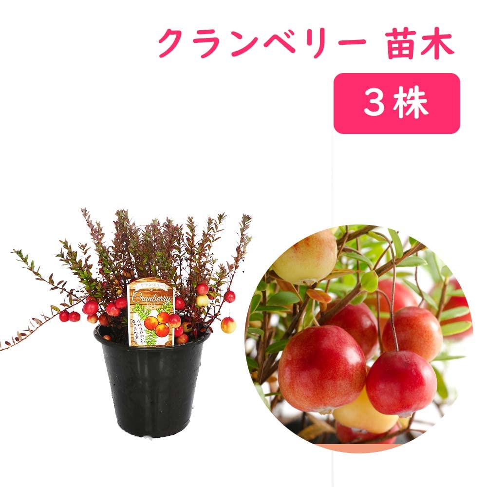 Amazon | クランベリー 苗 苗木 10.5cmポット 【 3株 】 樹高約10cm