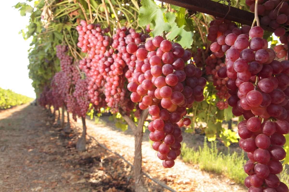 Eroanvia Seedless Grapes Plant (Red) Angoor Ka Podha Outdoor Fruit&Fruits Tree (Plant Height 2-3) Healthy Hybrid Live Frout Plant For Home Garden Angoor Sweet Fruit Plant (B0BGQJJJJX) Amazon Price History, Amazon Price Tracker