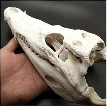 Amazon.co.jp: 解剖学モデル スケルトンモデル ワニの頭蓋骨標本