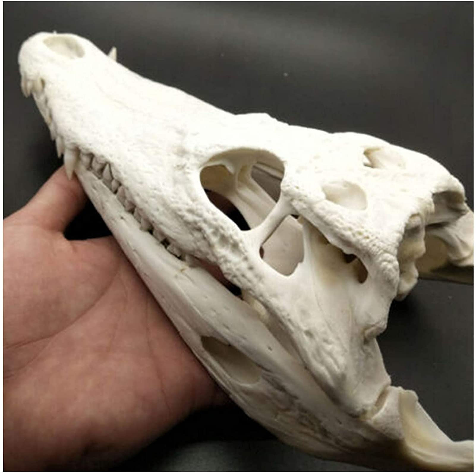 Amazon.co.jp: 解剖学モデル スケルトンモデル ワニの頭蓋骨標本