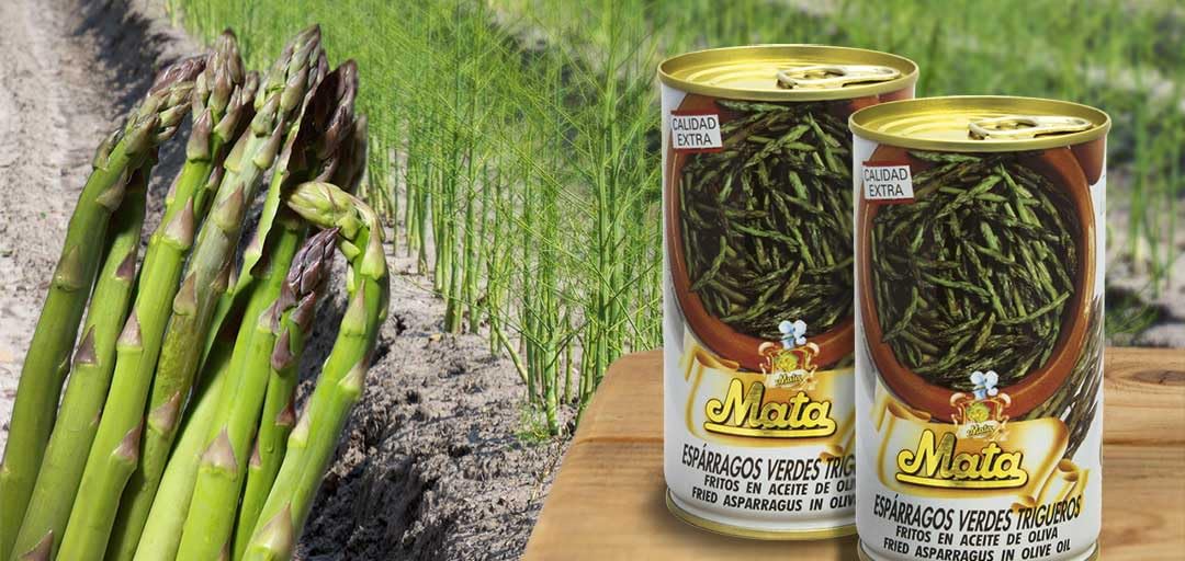 Espárragos verdes trigueros Gourmet Mata I Sabor auténtico y natural I Sin conservantes I Con aceite de oliva y la mejor selección de espárragos I Lata de 340 g