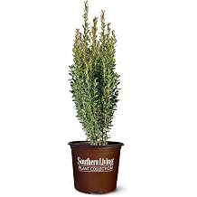 1 Gal. Southern Living Plant Collection Red Sky Holly Shrub
