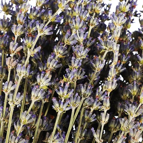 Ramo de flores secas de lavanda BESPORTBLE miniatura 3