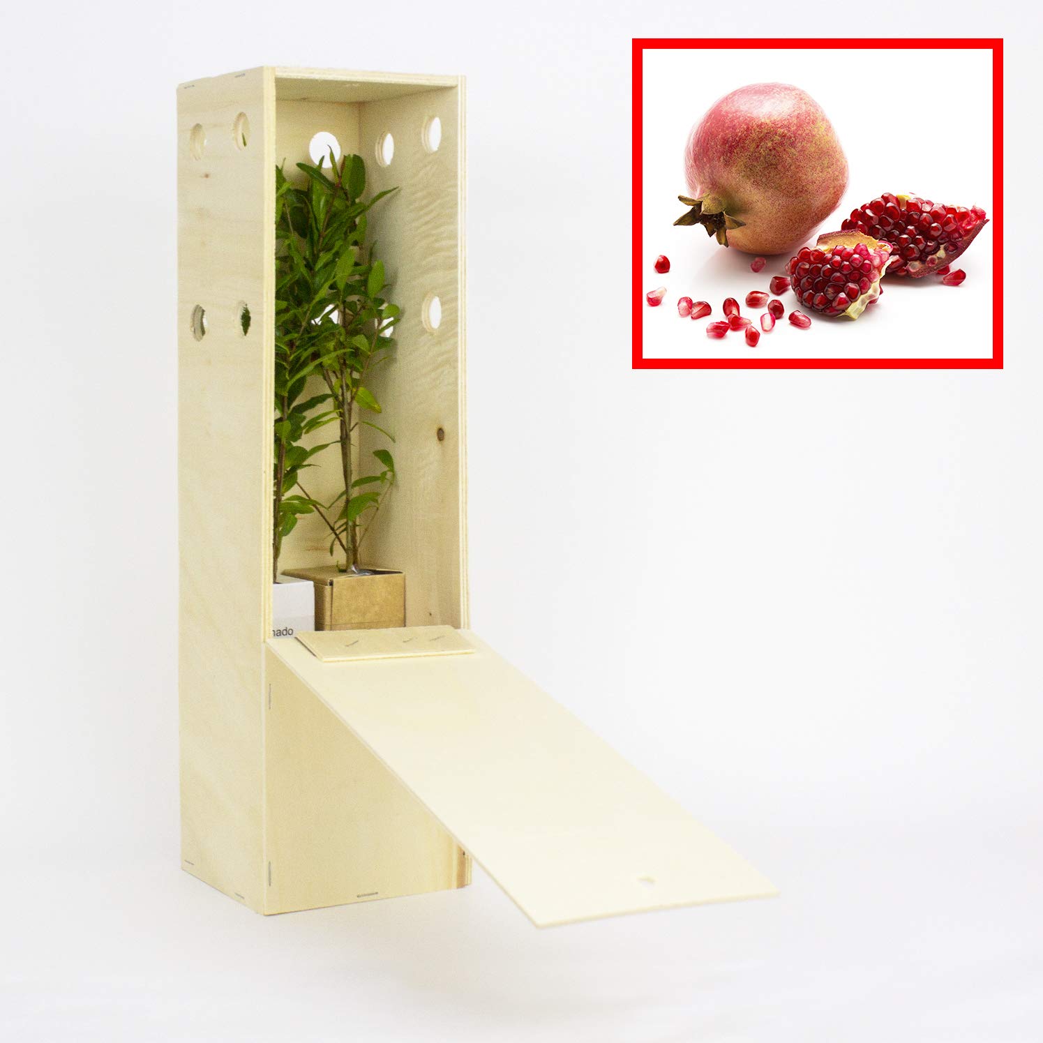 GRANADO. Arbolito de pequeño tamaño en caja de madera. Alveolo forestal del granado (2)