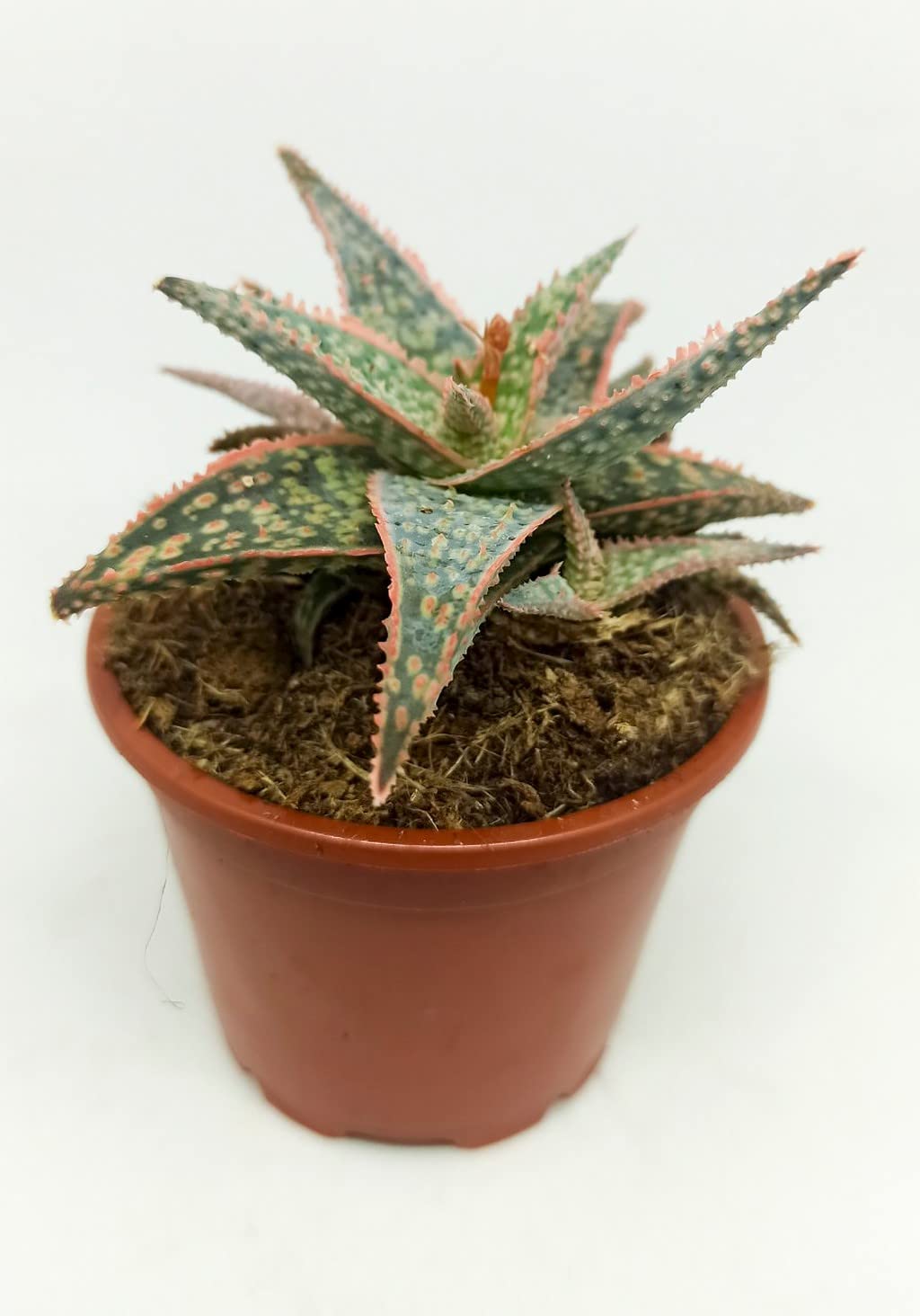 aloe vera bio Aloe Pura Organic Aloe Vera Gel