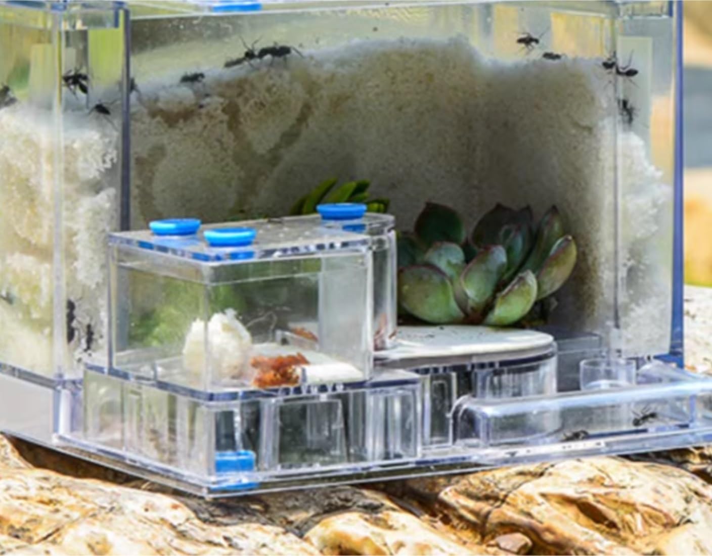 Amazon.co.jp: アリの巣 アリ飼育キット 蟻観察セット アリ観察キット