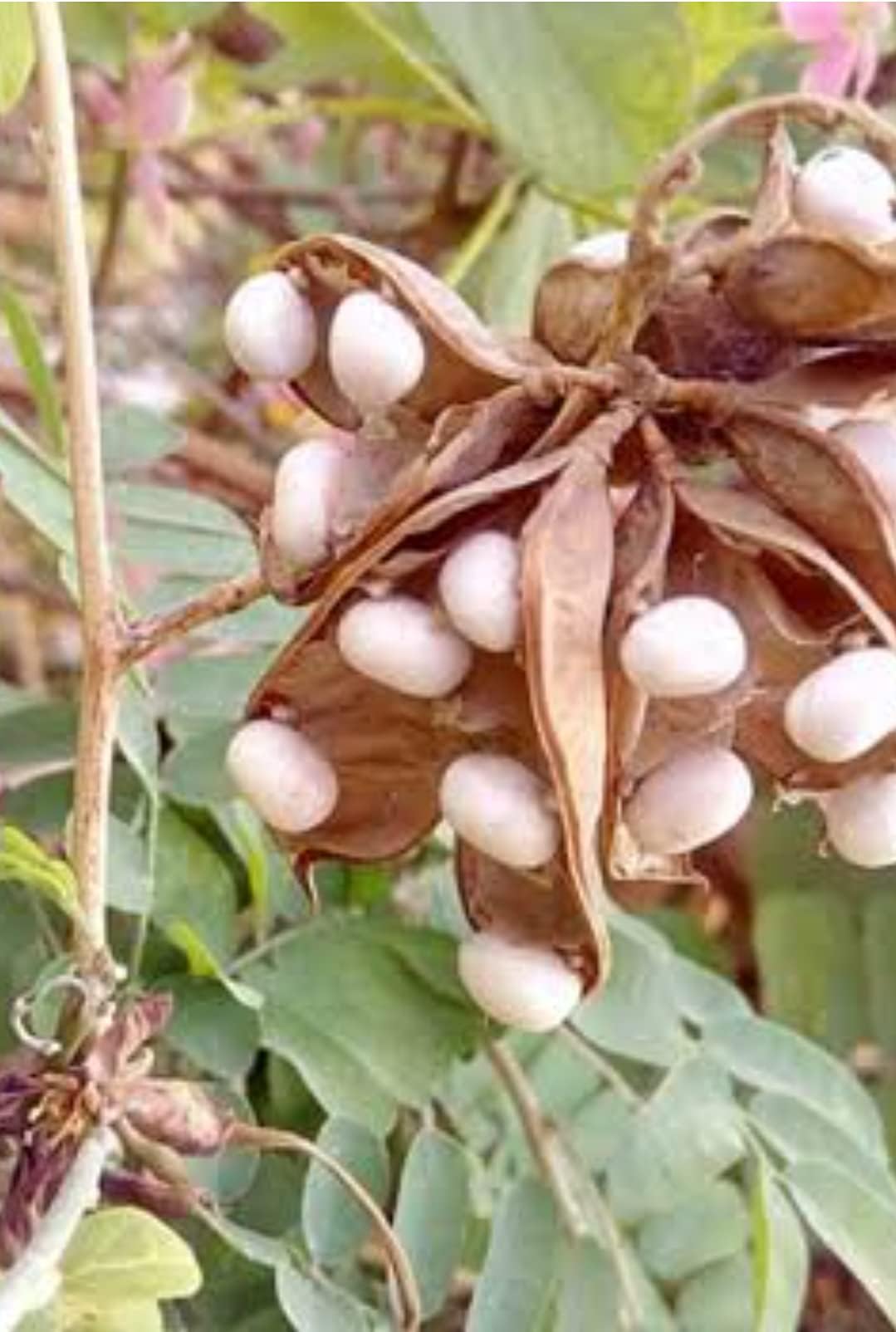 White Gunja Live Plant Medicinal (Original White)