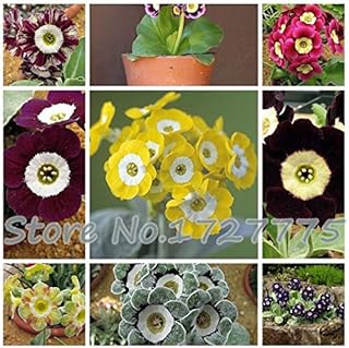 Green Seeds Co. 50pcs Primula Malacoides Rare Plants for Garden Flower Flowers Bonsai Mixed Colors Interior Plants Bonsai Flowers and Flor Site: Red: Only Seeds