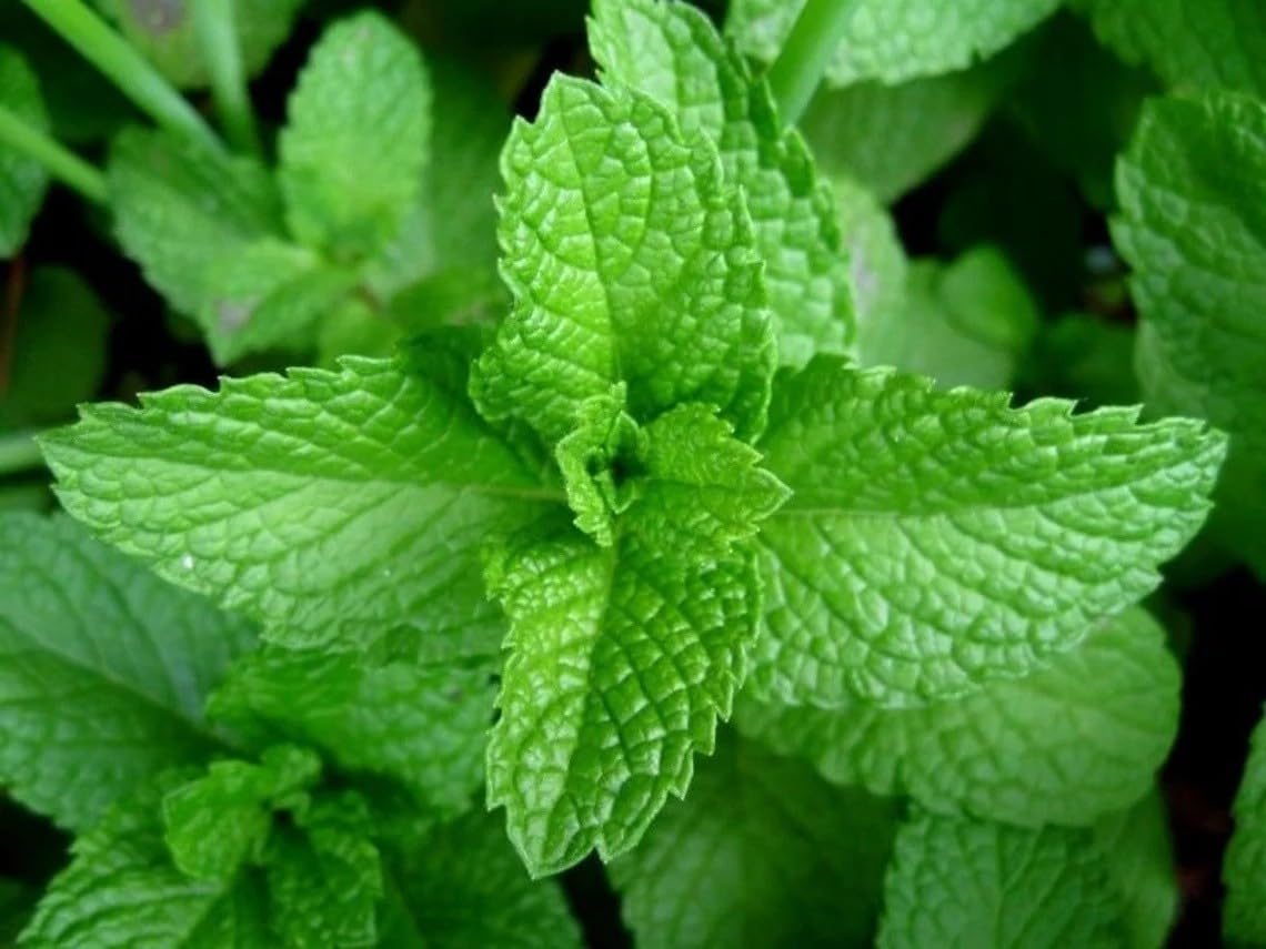 Willvine Peppermint - Mentha Piperita-HUA-10C-image-3