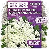 KVITER 1000 White Queen Anne's Lace Seeds (Ammi Majus) – Bishop Flower, Heirloom, Non GMO & Organic Wildflower, False Queen Annes Lace – Pollinator-Friendly Flower Seeds to Plant Outside in any Garden