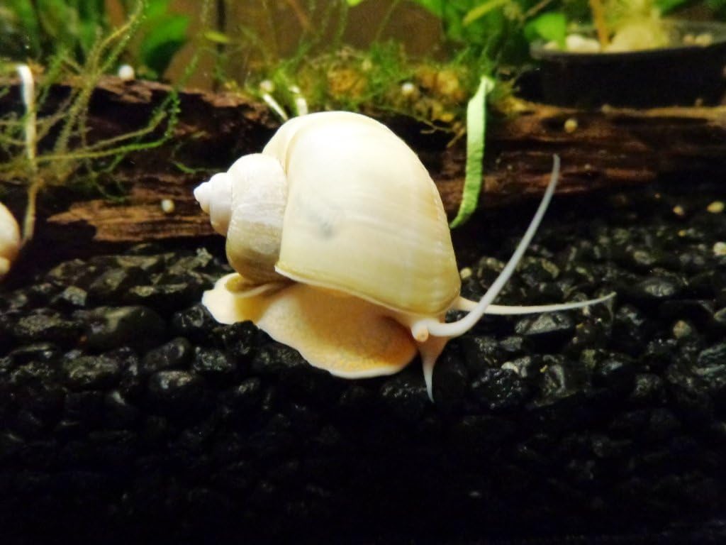 Shore Aquatic LLC Mystery Snail 3PK (Pomacea Bridgesii) Peacful Tankmates (Ivory