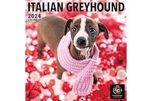 PICTWAN 2024 Calendar Italian Greyhound 12" X 12"
