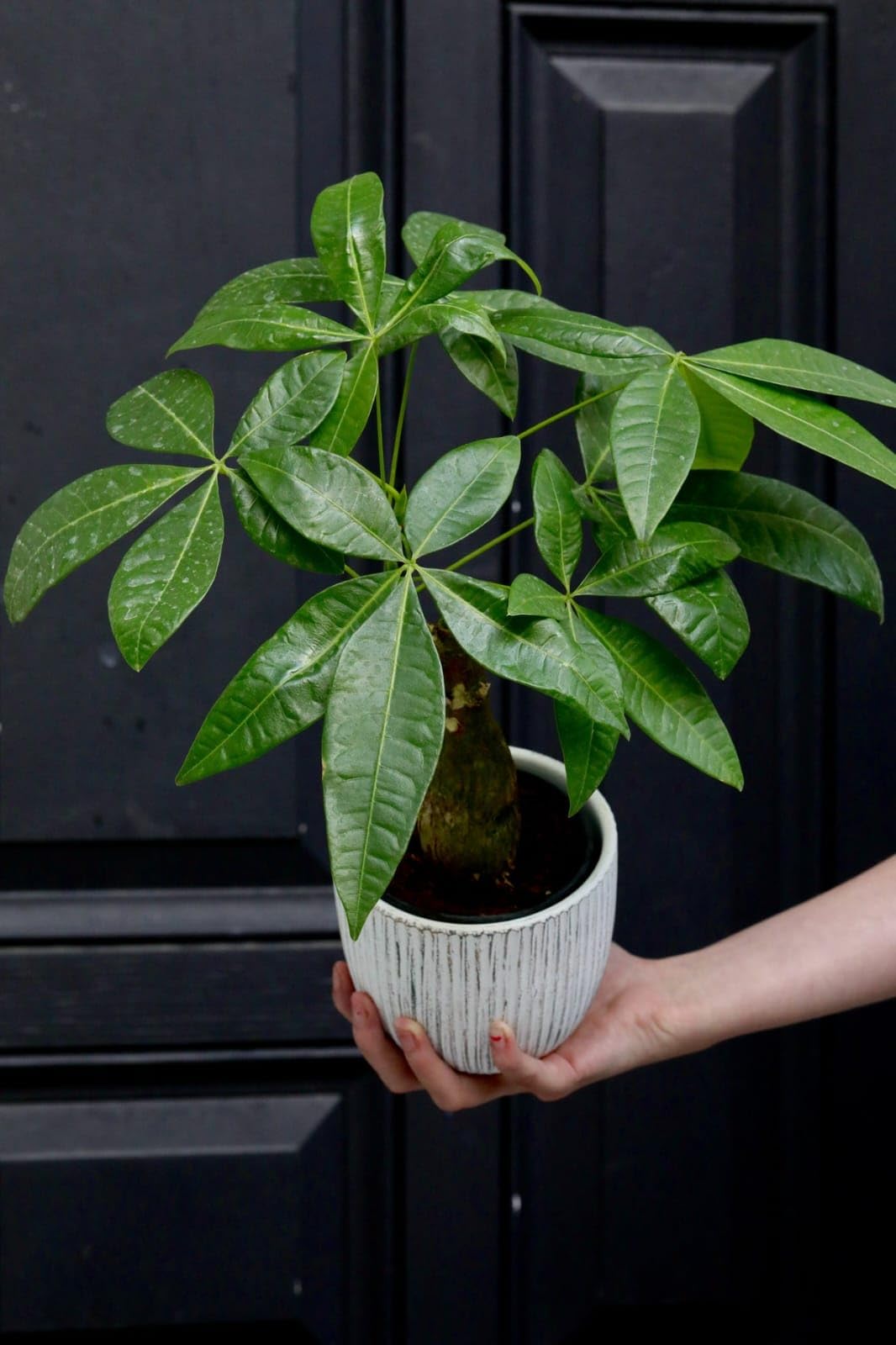 Pachira Aquatica Braided Trunk Live Money Tree Plant as10 | Lucky Prosperity Plant, Indoor & Balcony Décor, Home & Office Use, Braided Trunk, Live Plant-picture-22