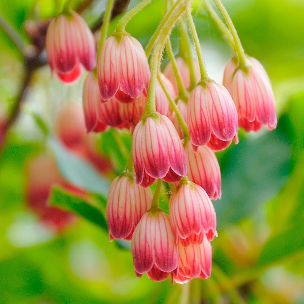 紅ドウダンツツジ　/ 472 紅ドウダンツツジ / 472