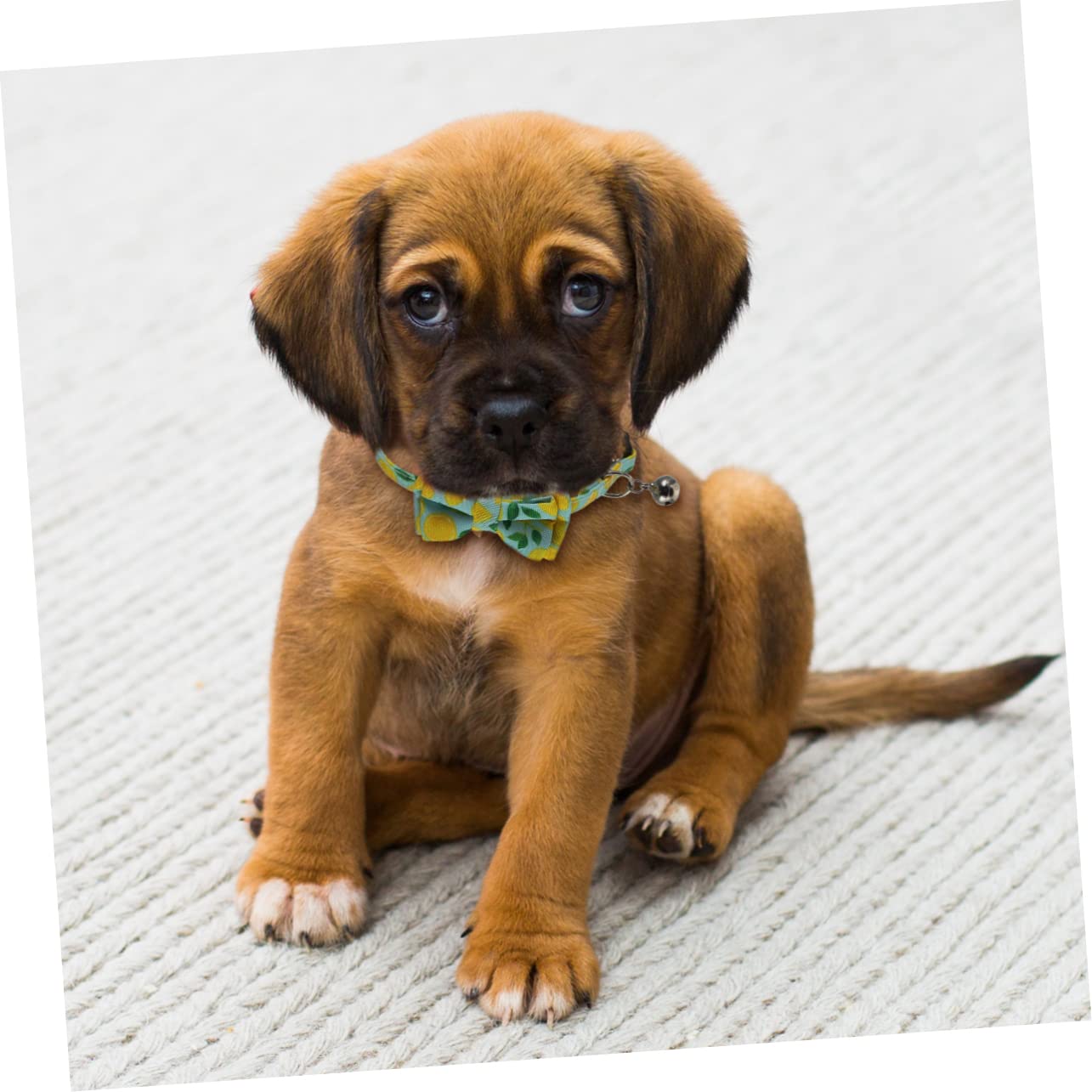 BESPORTBLE 9pezzi Collare Per Gatti e Cani Con Motivo Frutta Fiocco e Campanella Collare Tela Resistente Accessori Per Animali Domestici Colorati e Divertenti