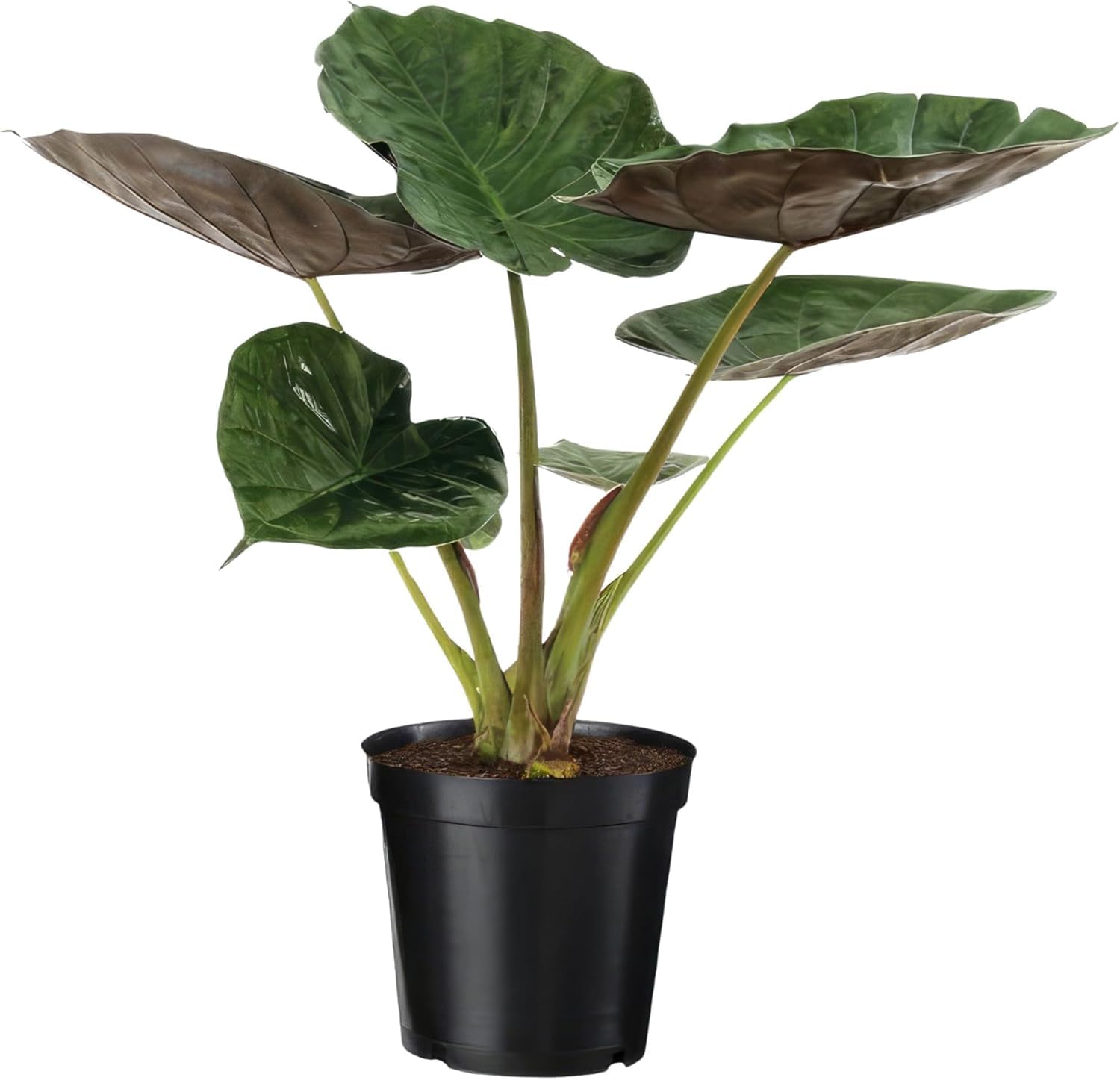 Happy Plants Alocasia Elefantenohr Pflanze I 70 cm x 19 cm, exotische  Zimmerpflanze Topfpflanze Tropenpflanze grn, Indoor fr Innenrume, frisch  aus unserer Grtnerei (Rote Bltter) : Amazon.de: Garten