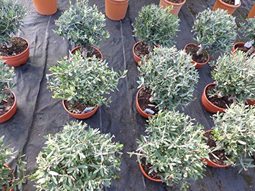 Olivenbaum Bonsai Formgehölz, Olive winterhart, Olea europaea - Image 4