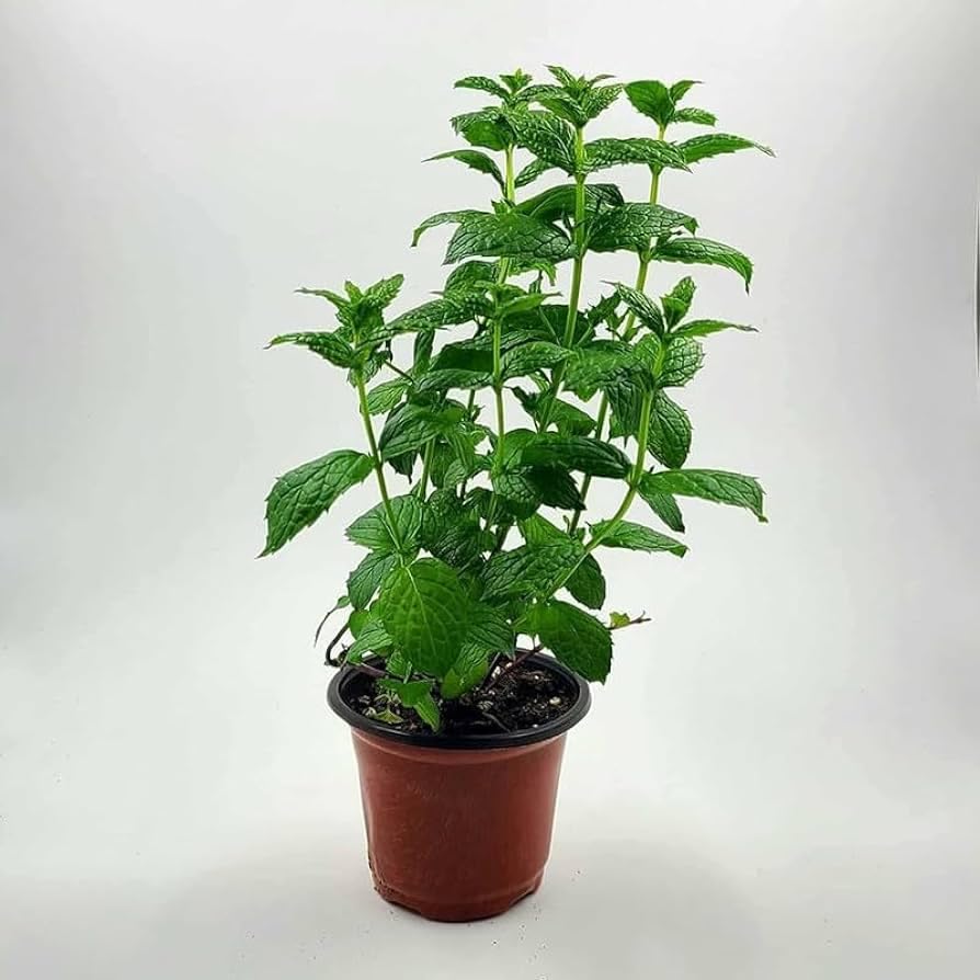 Mint Pudina Plant Outdoor Herbs Mint Plant for Home Garden Pudina Plant with Pot pack of 1 (B0DDHB8V25) Amazon Price History, Amazon Price Tracker