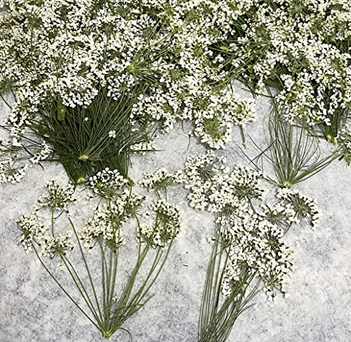 12 pcs White Queen Anne's Lace with Stem Real...