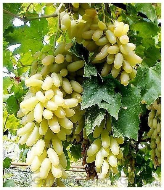 Gorgeous Glory Garden Live (G GRAPES) Fruit Plant Air Layered plant, Angoor Plant "Special Variety" (Fruit After 1 Year) Live Plant With Pot