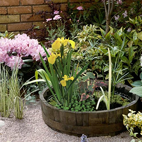 H2O-Pflanze Miniteich Wasserpflanzen Starter Set | Wasserpflanzen inkl. Teicherde, Teichkorb, Dünger, Vlies und Anleitung | winterhart | Gärtner-Qualität