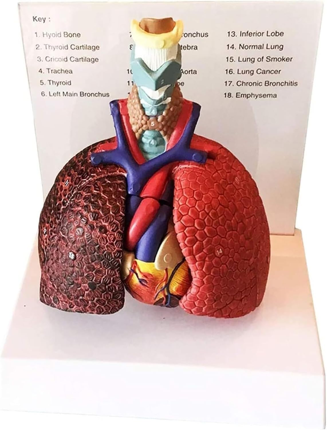 Model anatomiczny krtani, serca, płuc, naturalnej wielkości 5, wyjmowane narządy, ludzka krtani, serce i płuca, materiały PCV, dla studentów. Pokaz naukowy. Nauczanie.