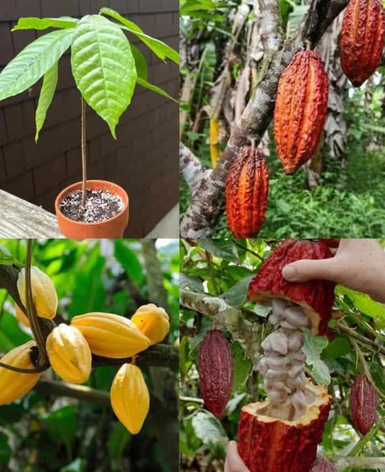 Cacao Chocolate Tree × Theobroma Cacao - Edible Fruit - Grown Your own Fruit in 14 cm Pot 50 cm Height