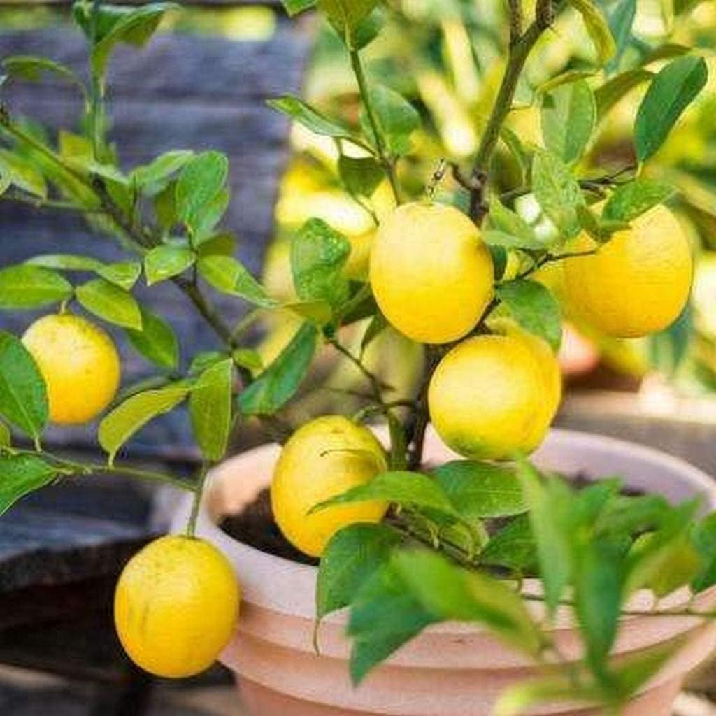 BLUE UNIVERSE Live Plant Lemon All Season For Kitchen Garden Plant