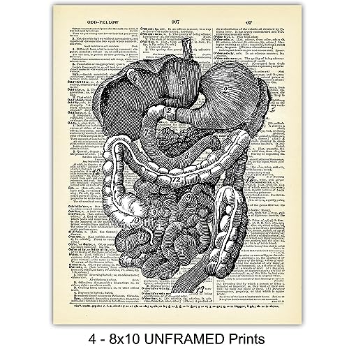 Yellowbird Art & Design Heart, Lungs, Brain, Intestine Anatomy Organs - Upcycled Dictionary Wall Art Prints For Medical Clinic thumb #3