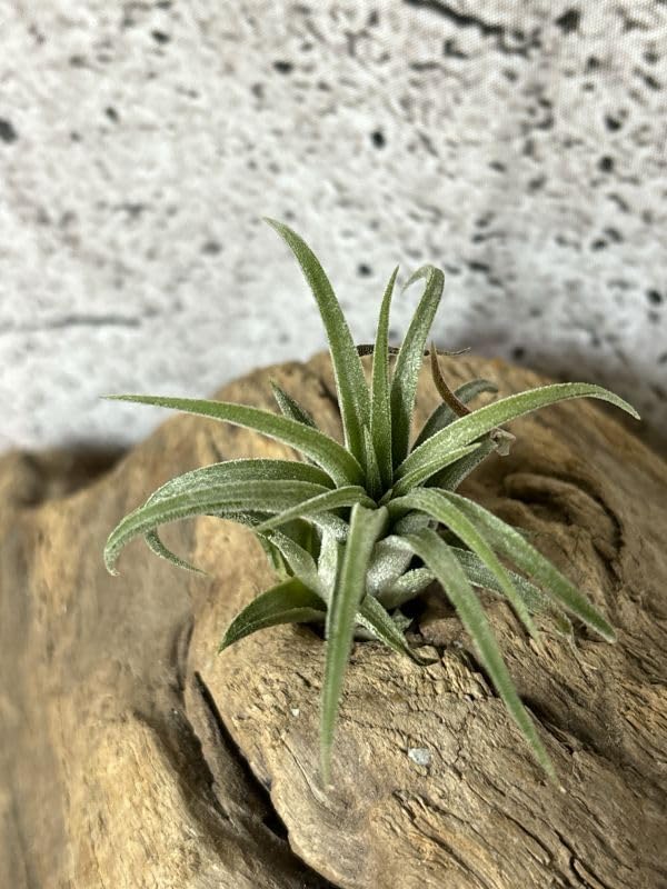 Amazon.co.jp: Frontier Plantsチランジア イオナンタ ブラボー T