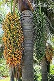 semi palma delle hawaii semi di Palme 5 SEMI DI PALMA Cocos plumosa\