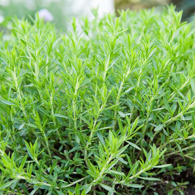 Planta Estragón calidad vivero maceta 1,5 L