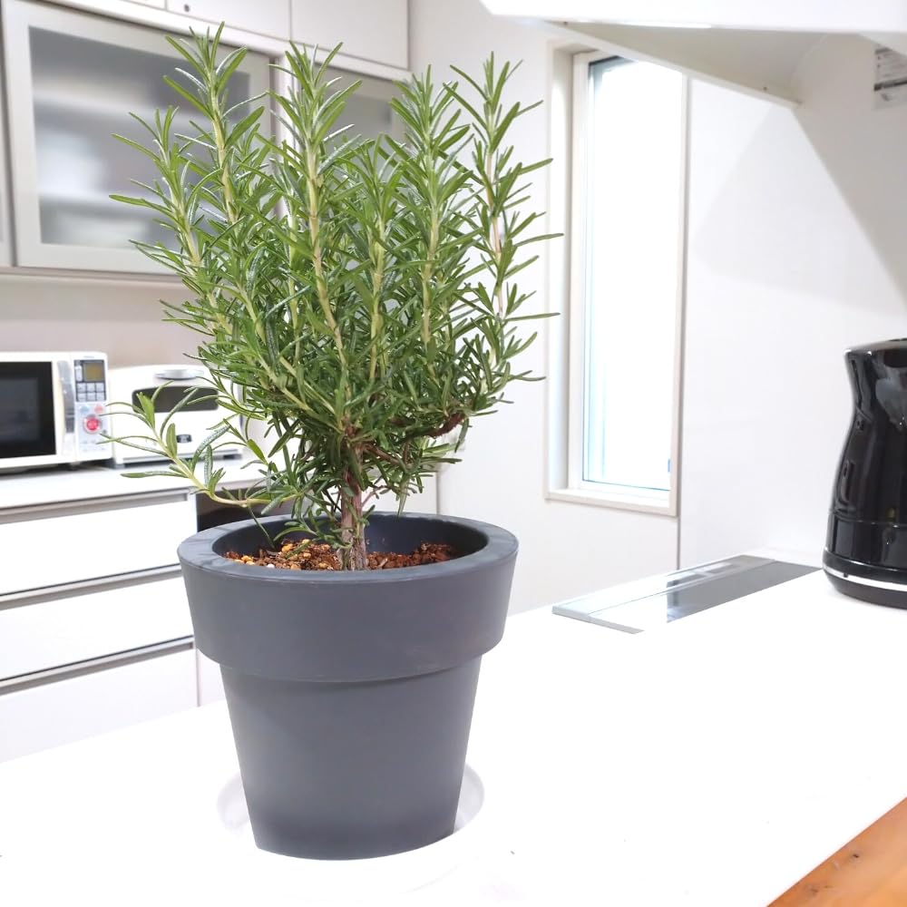 ラベンダー ローズマリー 712hEMTVl4L._UF350,350_QL80_.jpg