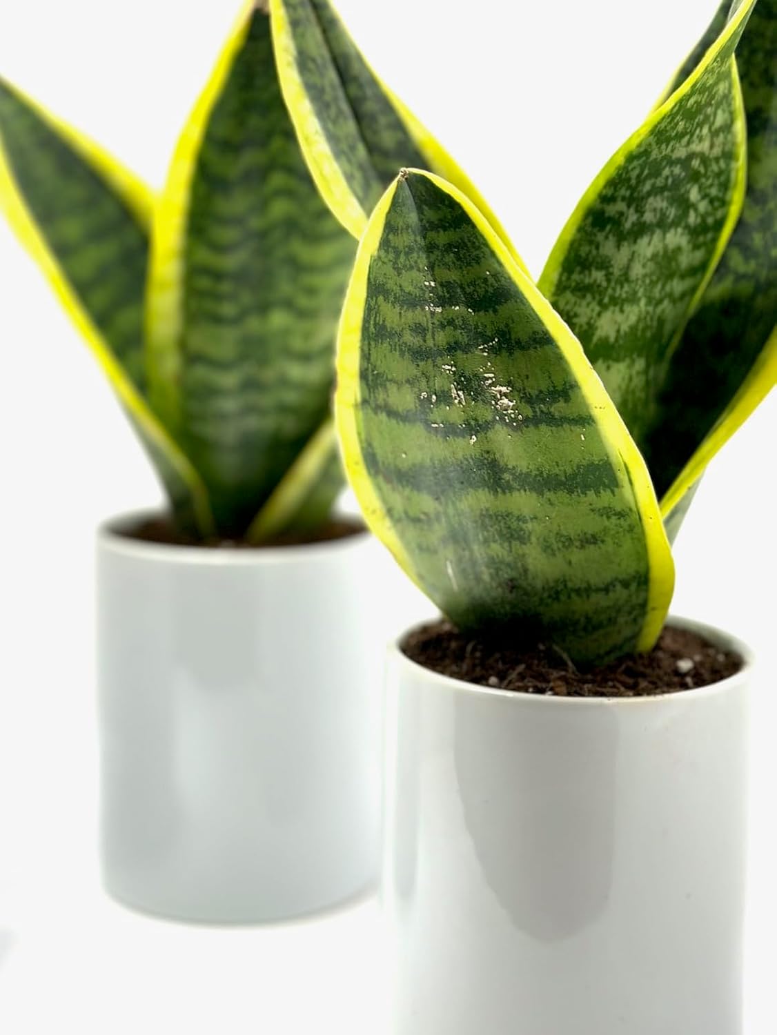 Generic 3 Pack of Superba Snake Plants in 4 inch White Ceramic Pots., green