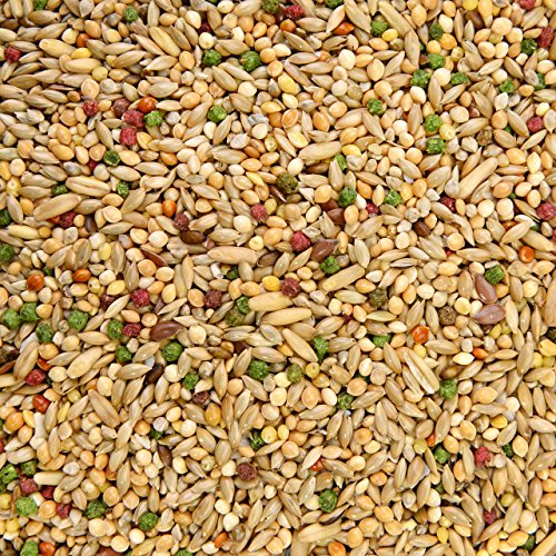 Wagner's | Sittichfutter Carnival Premium - 500 g Saaten Futter Mischung für Sittiche