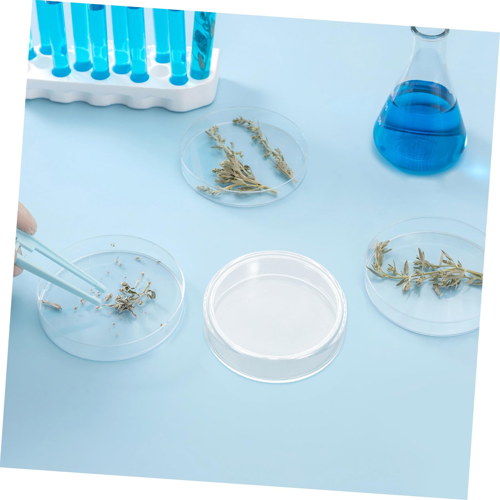 Gatuida 10stücke Petrischale Glas Labor mit Deckel Mikrobiologisches Werkzeug für Kultur Nährmedium Agar Platte für Wissenschaftsprojekte und Experimente