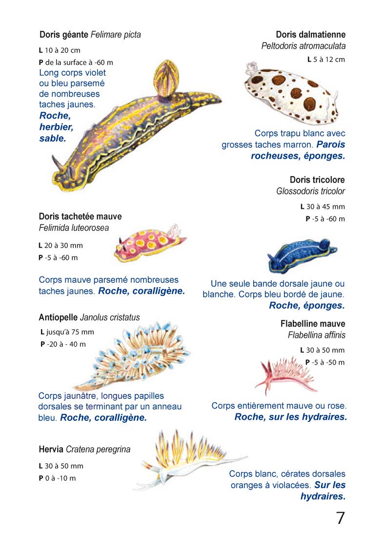 Faune et flore en Méditerranée, Guide immergeable
