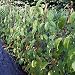 Red Jumbo Kiwi rote Schale rotes Fruchtfleisch weibliche Kiwi Actinidia arguta 60-100 cm 3-5 L Topf