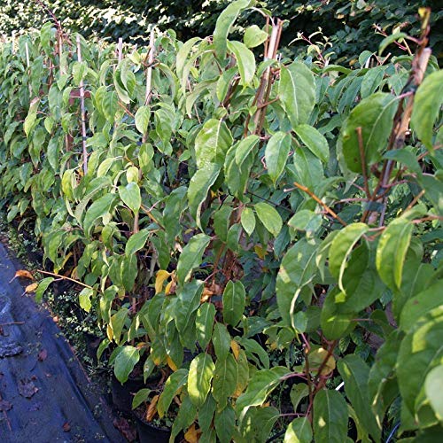 Red Jumbo Kiwi rote Schale rotes Fruchtfleisch weibliche Kiwi Actinidia arguta 60-100 cm 3-5 L Topf