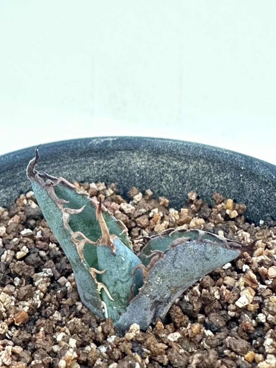 Amazon.co.jp: アガベ チタノタ ブラックアンドブルー Agave titanota