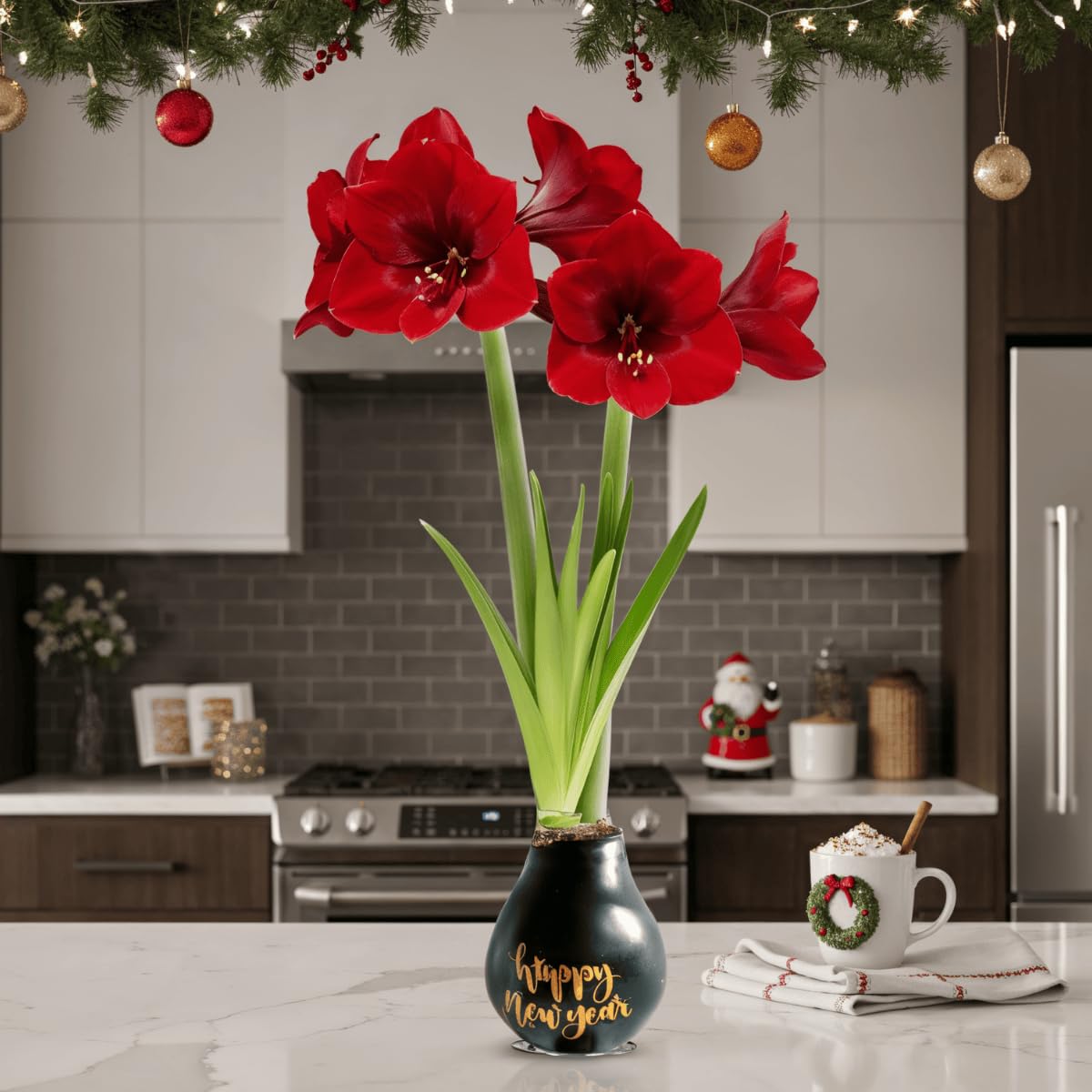 Bulbo Di Amaryllis Con Cera Reindeer, Formato 26/30, Senza Terra, Autosufficiente, Fioritura Spettacolare Per Interni, Regalo Unico Dall'Olanda