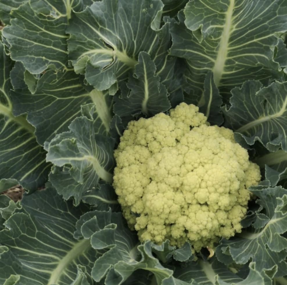 Broccoli Nine Star Perennial 9cm Potted Vegetable Plants