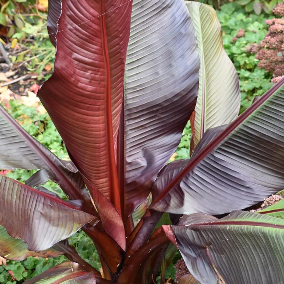 Live Red Abyssinian Banana Tree Plant Cold Hardy Banana Perennial Plant Bananas Fruits Houseplant Ornament Shurb 4-7 Inch Tall