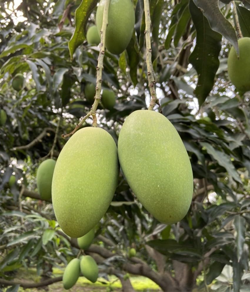 Image of Combo 2 Sarauli Mango Tree + Noorjahan Mango Plant Grafted Fruit Plant 2 Hybrid Tree Pack Of 2 inchKing Of Fruits inch Healthy Live Plant For Home Garden