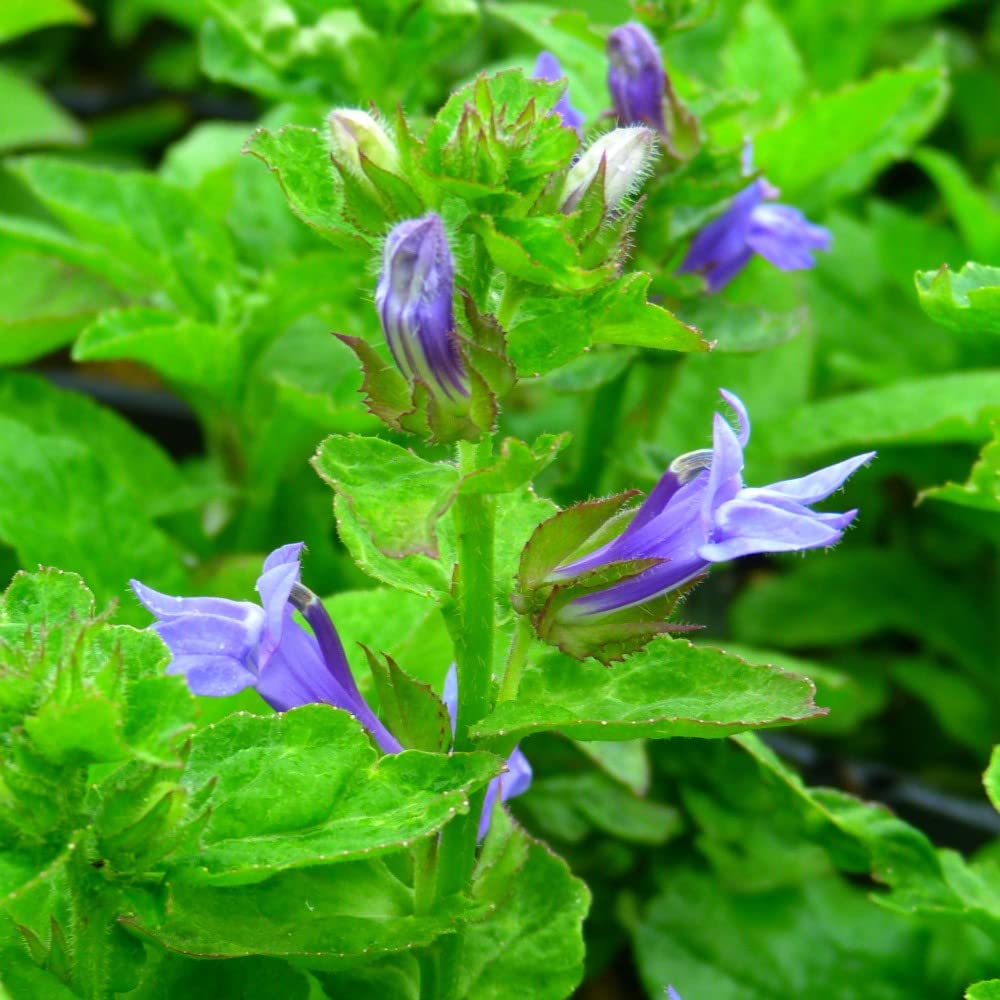 Lobelia siphilitica Blue Cardinal Flower Hardy Perennial Blue Blooms Easy to Grow Flowers for Pond Edge Margin Planting Zones 1 x 1 Litre Potted Plants by Thompson and Morgan