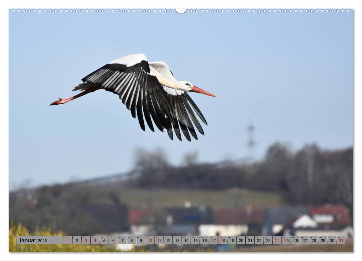 Zu Gast bei Familie Storch (Wandkalender 2026 DIN A2 quer), CALVENDO Monatskalender: Störche ... gern gesehene Gäste in Deutschland (CALVENDO Tiere)