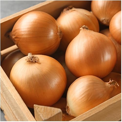 Miniatura 2 de Everwilde Farms - Semillas de cebolla española dulce amarilla de 1 libra - Gold Vault